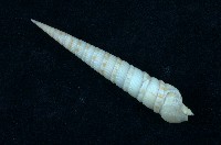 藏品(蒼白筍螺 )的圖片